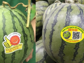 Tem nhãn dán trái cây: Theo dõi hành trình từ nông trại đến siêu thị
