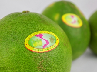 Tem nhãn dán trái cây đột phá: Cách giúp người tiêu dùng nhận biết nguồn gốc sản phẩm